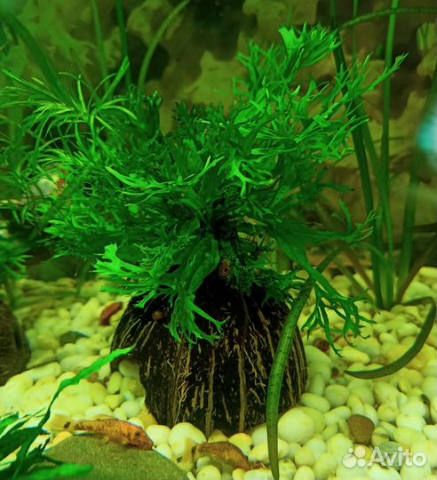 Скорлупа кокоса для аквариума