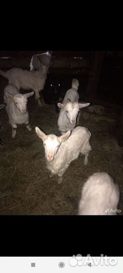 Козы дойные