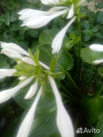 Хоста белая