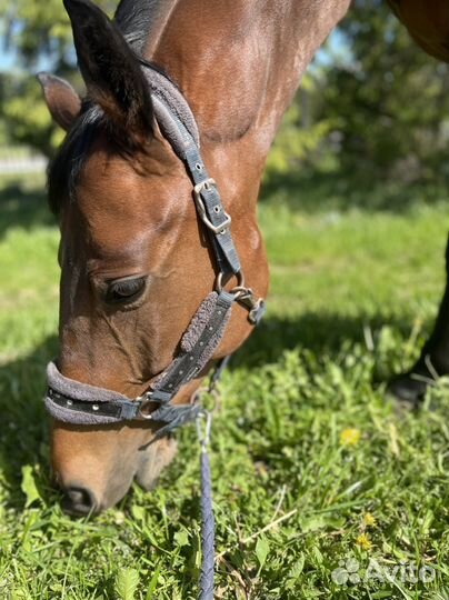 Обучение верховой езде / катание на лошади