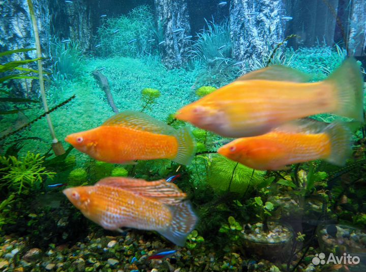 Велиферы оранж альбино, меченосцы флаговые