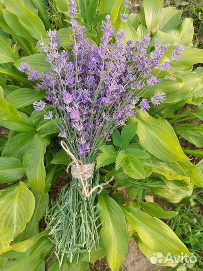 Букет из лаванды
