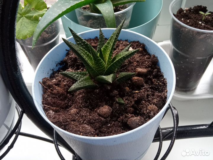 Хавортия в плошке