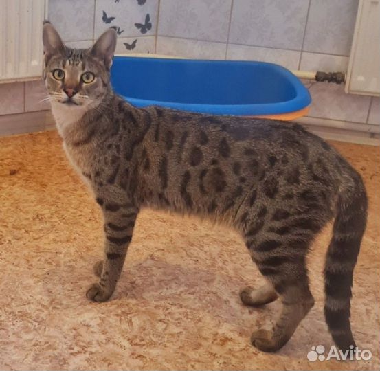 Саванна ф2 подросток