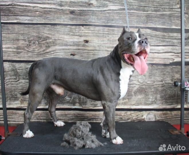 Грумер стрижка собак и кошек