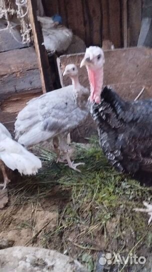 Индюки домашние возраст 4 месяца