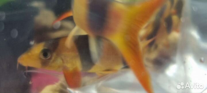 Рыбки боция клоун 7см