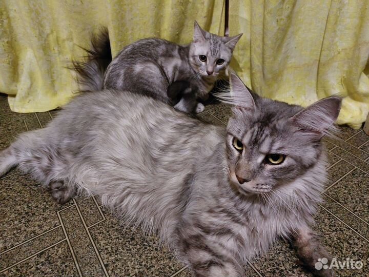 Передержка кошек, собак и грызунов/рептилий/птиц