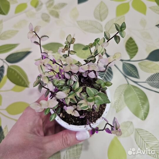 Каллизия Бьянка