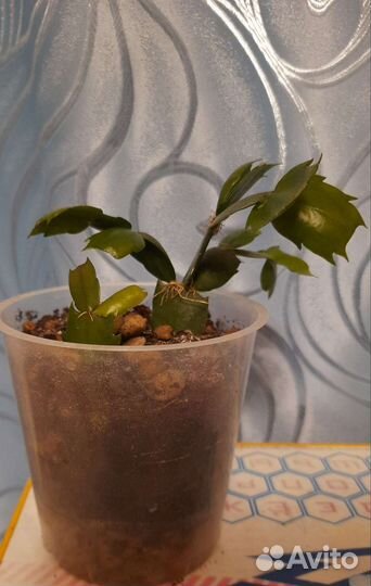 Укорененный черенок декабриста