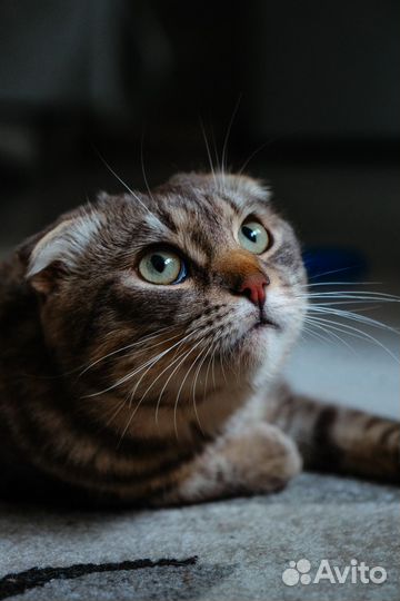 Вислоухий кот