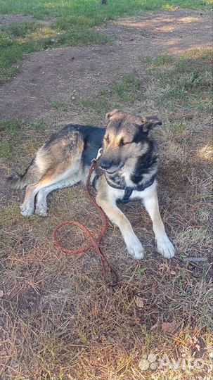 Собака -охранник в добрые руки