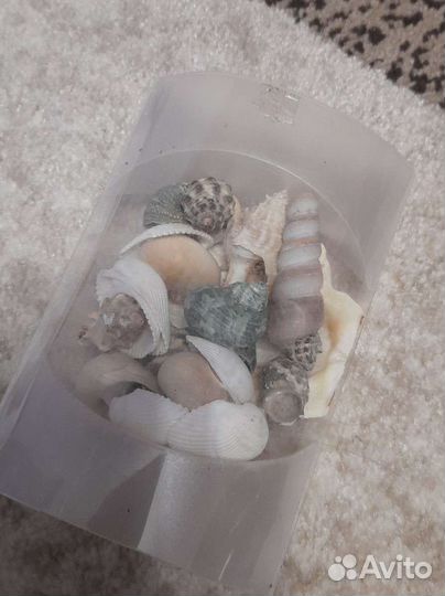Набор ракушек