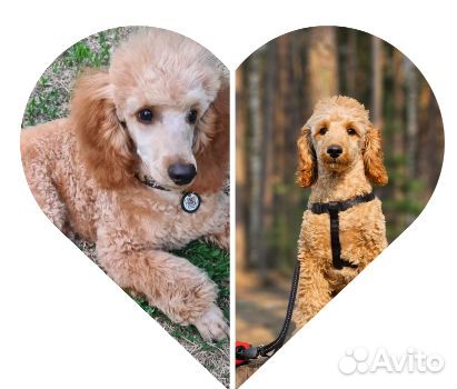 Стрижка пуделей