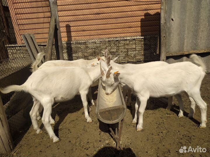 Козы и козлята