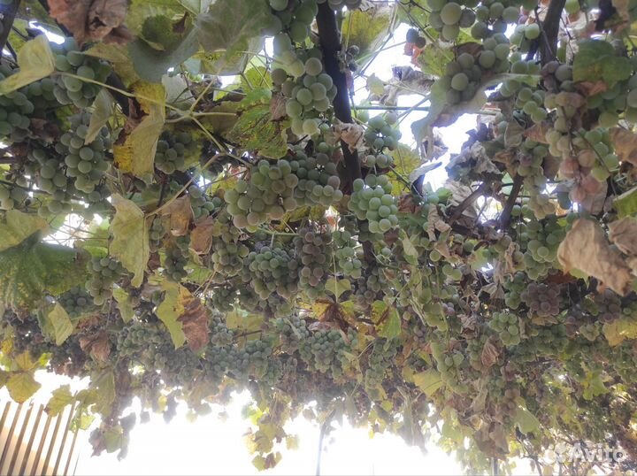 Виноград на вино