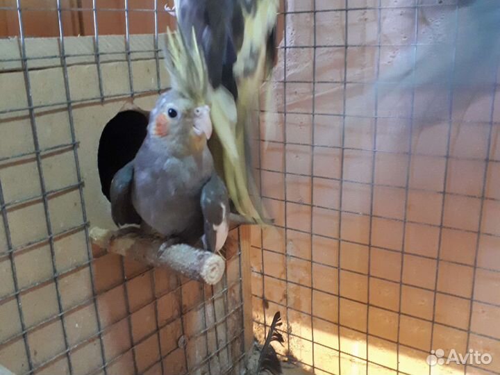 Попугай корелла птенец