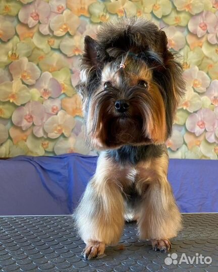 Стрижка собак и кошек