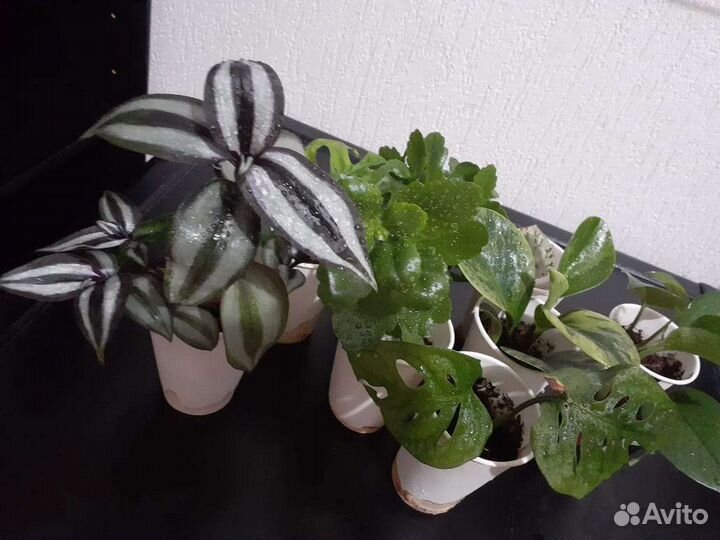 Комнатные растения цветы