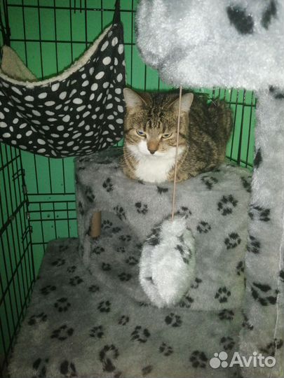 Передержка кошек 