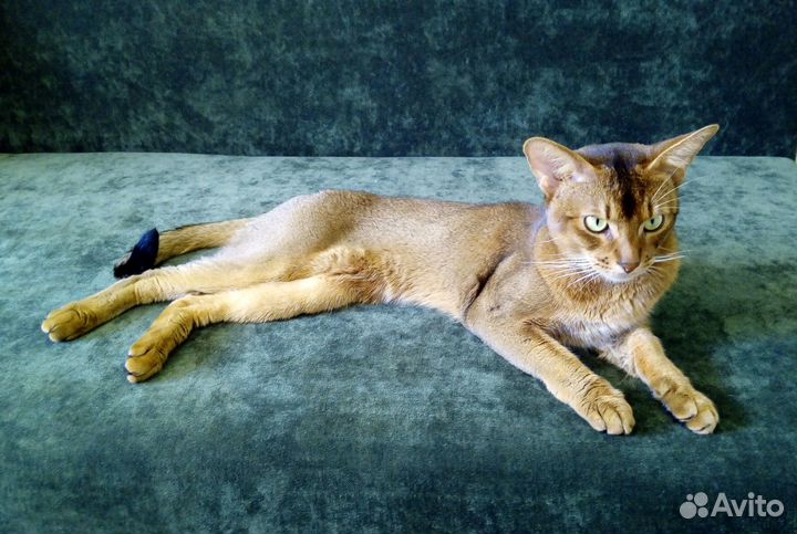 Вязка с абиссинским котом - чемпионом