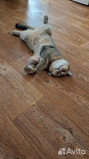 Котик в дар