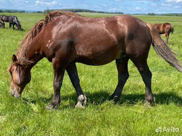 Продам жеребца