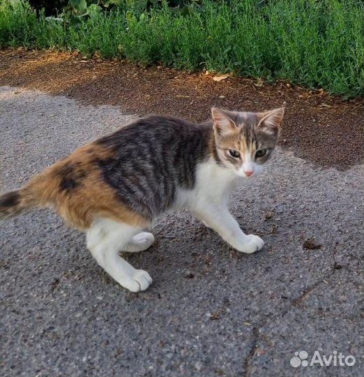 Трехцветная девочка на ферме