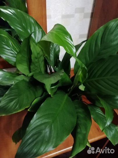 Продам цветы комнатные