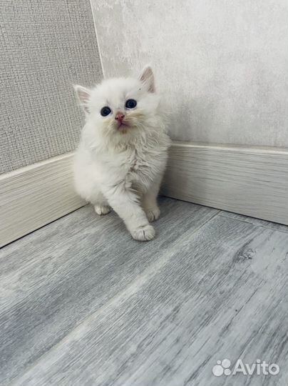 Котята в добрые руки белые