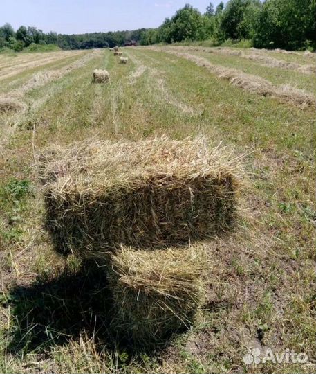 Солома ячменная в тюках