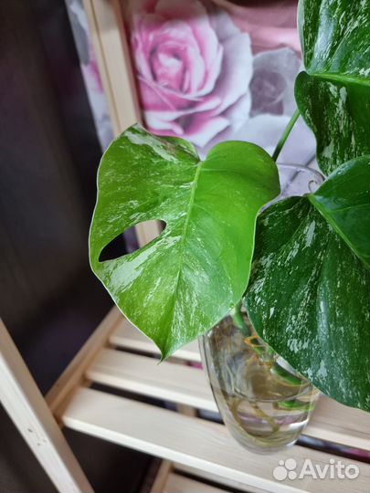 Монстера вариегатная альба, листы и макушка