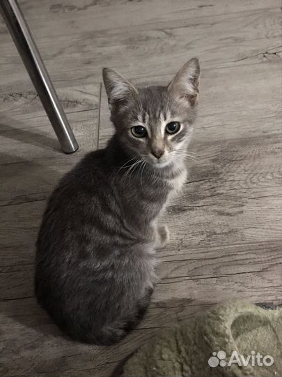 Котенок в добрые руки