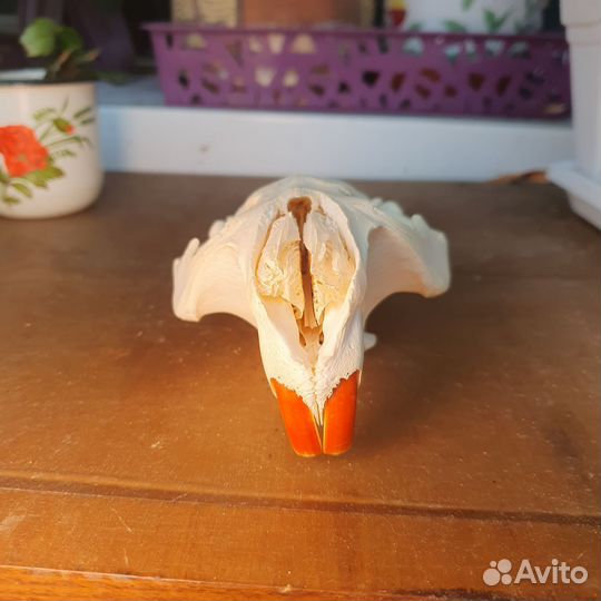 Череп бобра выбеленный имитация