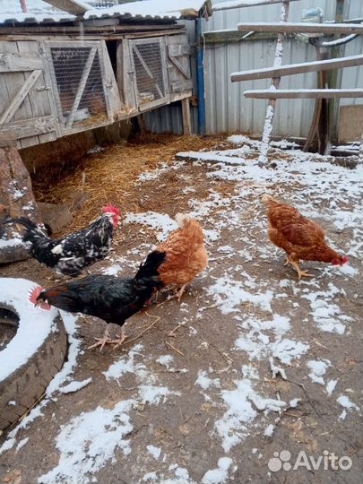 Куры петухи