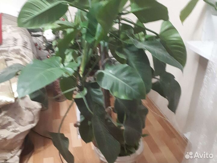 Филодендрон