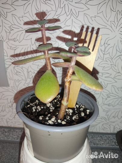 Толстянка (денежное дерево)