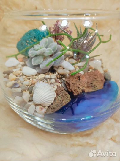 Флорариум суккуленты