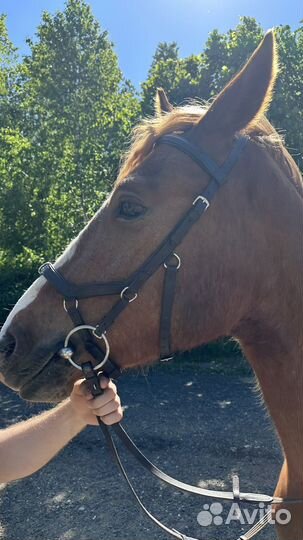 Уздечка оголовье для лошади micklem коричневый cob