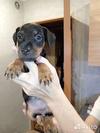 Щеноки немецкой ягдтерьера