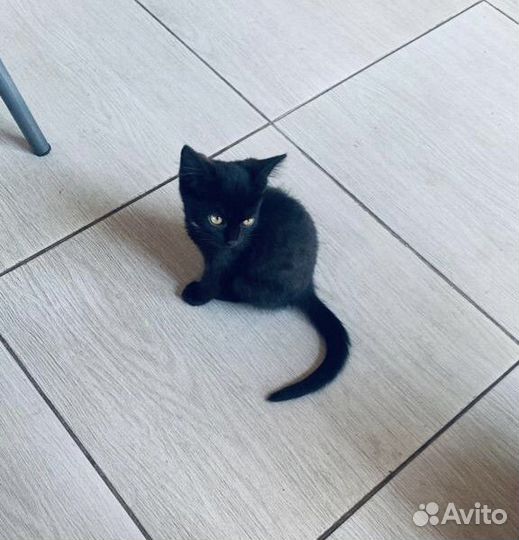Котята