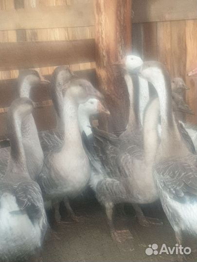 Мясо домашней птицы