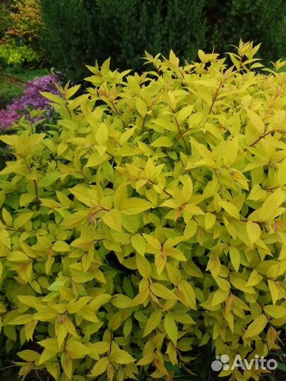 Спирея японская 