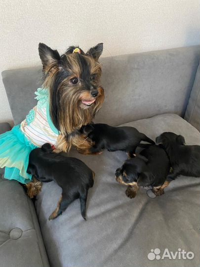 Йоркширский терьер мини беби фейс