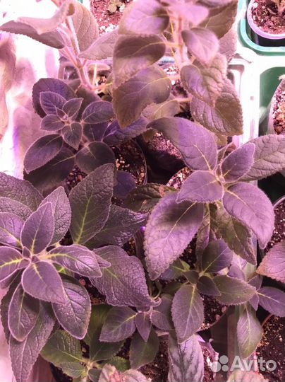 Комнатные растения