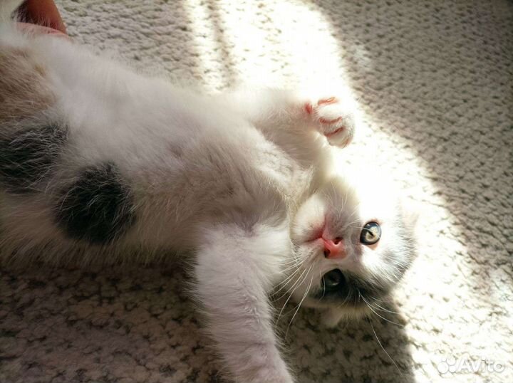 Шотландская