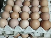 Яйца домашние курин�ые
