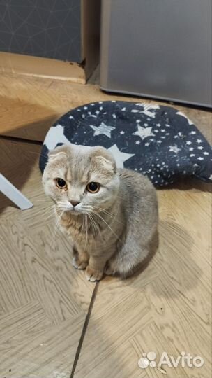 Шотландская кошка вязка