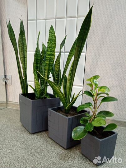 Набор комнатных растений