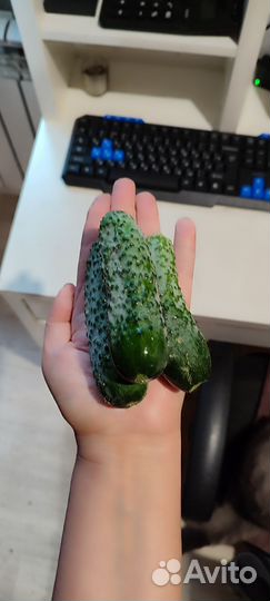 Огурцы свежие домашние